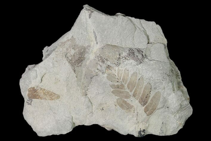 Pennsylvanian Fossil Fern (Macroneuropteris) Plate - Kentucky #158547